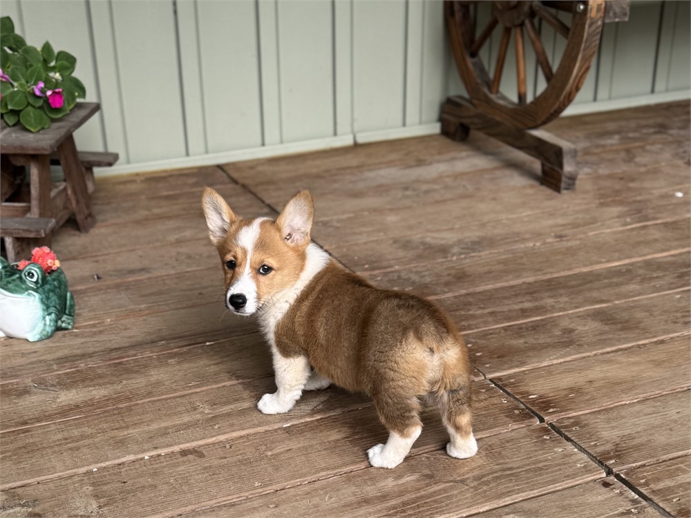 Playful Corgi Female