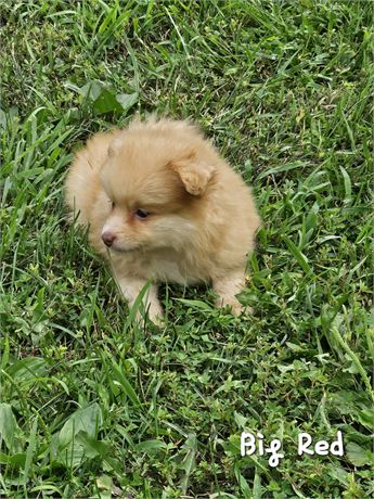 Orange Pomeranian (Male)