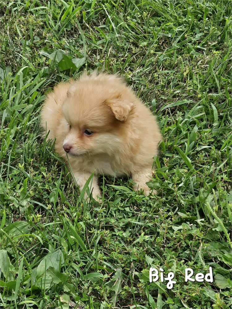 Orange Pomeranian (Male)