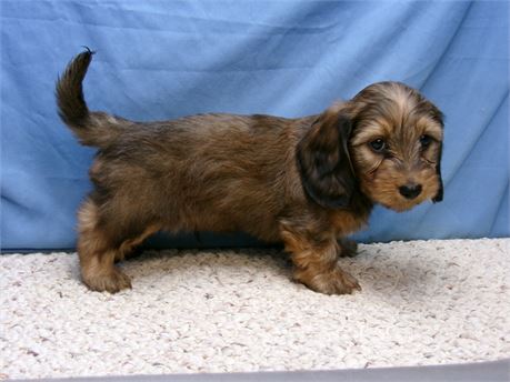 male long hair dachshund
