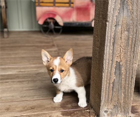 Playful Corgi Female