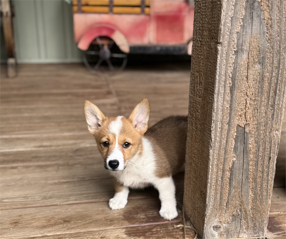 Playful Corgi Female