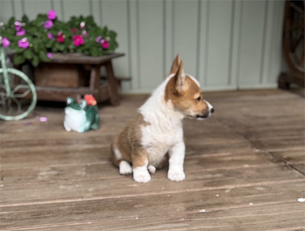 Playful Corgi Female