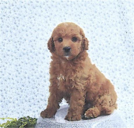 Micro Goldendoodle