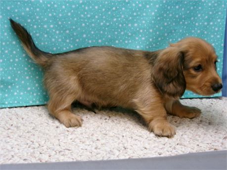 male long hair dachshund
