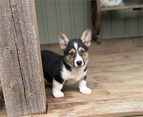 Sweet Corgi Male
