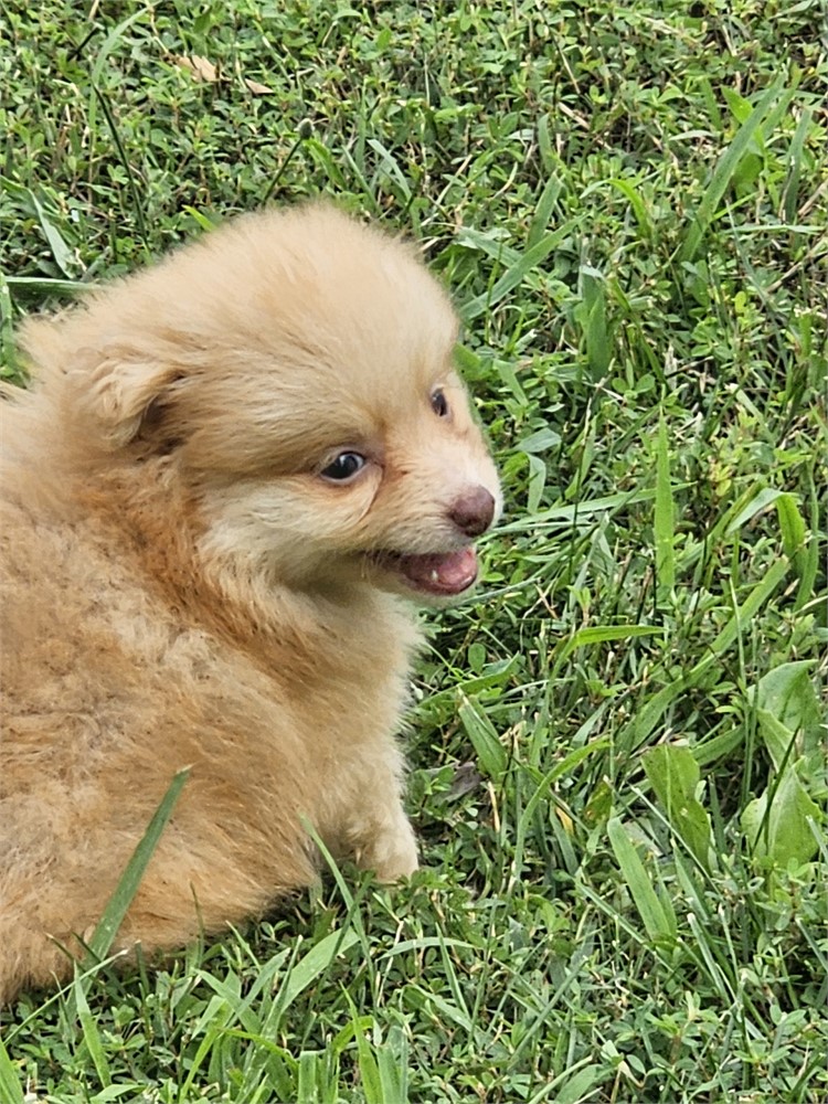 Orange Pomeranian (Male)