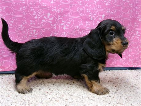 female long hair dachshund