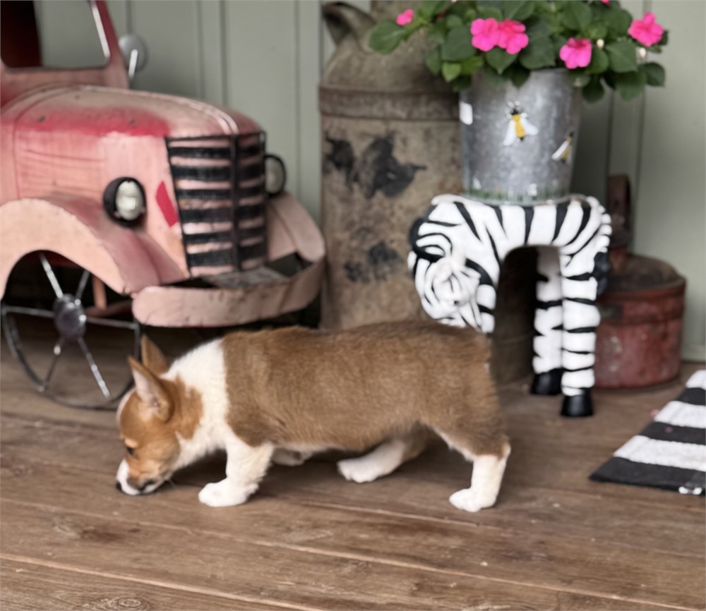 Playful Corgi Female