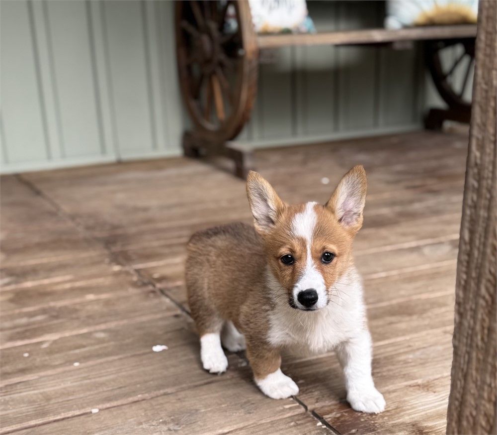 Playful Corgi Female