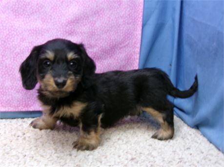 female long hair dachshund