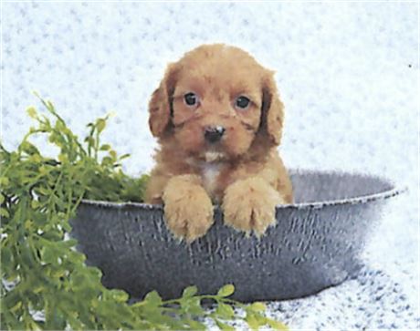 Cavapoo