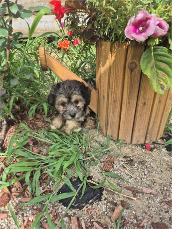 Beautiful little pup