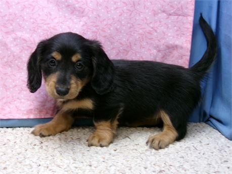 female long hair dachshund