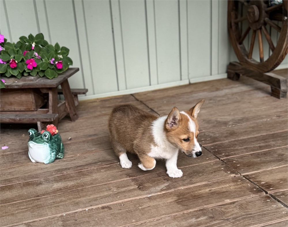 Playful Corgi Female