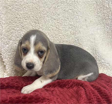 Gorgeous Beagle Baby 2