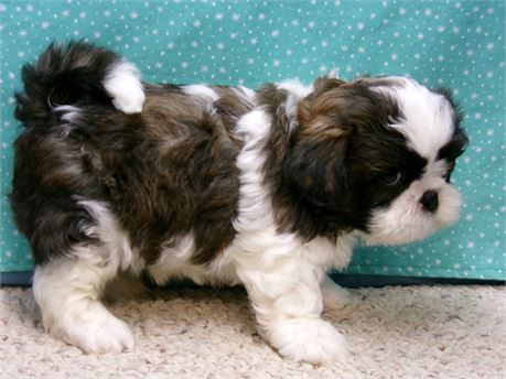 Male Shih Tzu