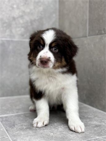 Toy Aussie 25326-02