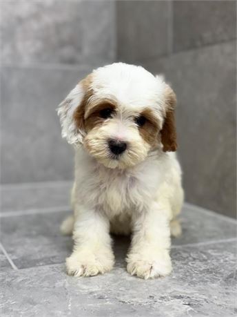 Cavapoo 25328-04