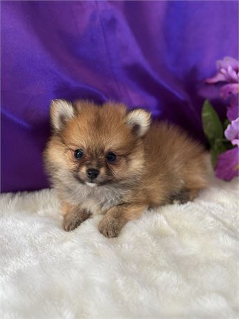 TINY 1.2 MALE ALVIN