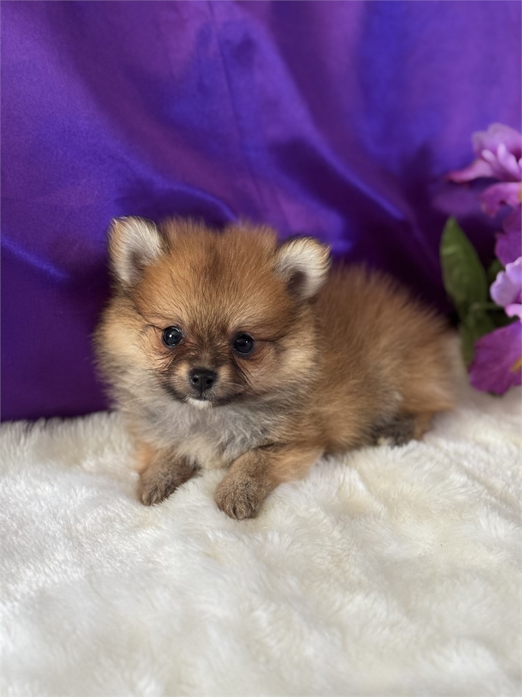 TINY 1.4 MALE ALVIN