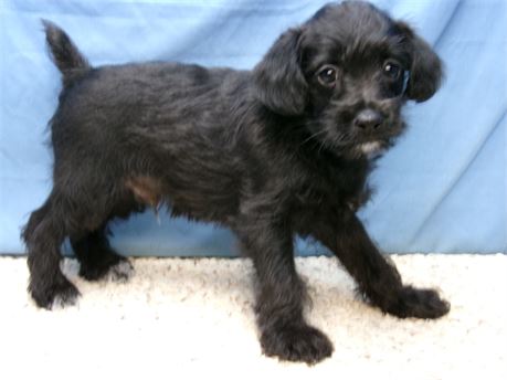 Male Schnoodle