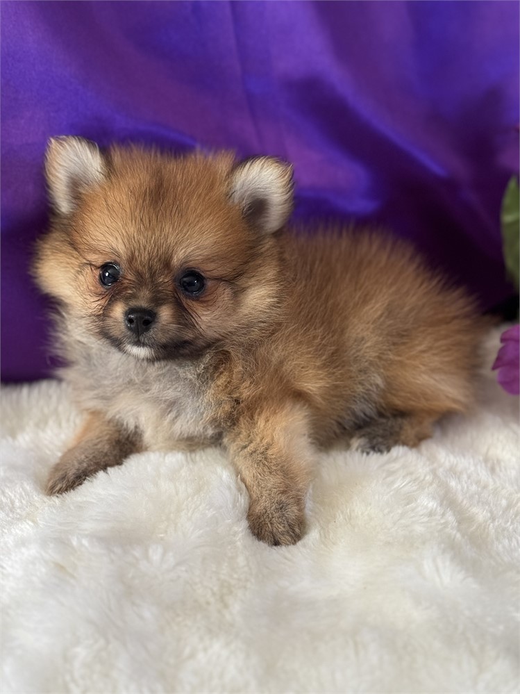 TINY 1.4 MALE ALVIN