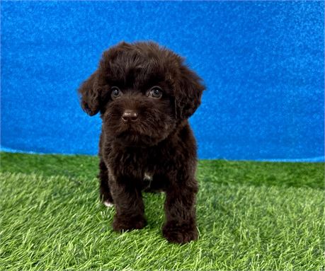 2.4lb Female Chocolate Havanese