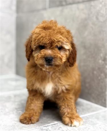 Cavapoo 25328-03