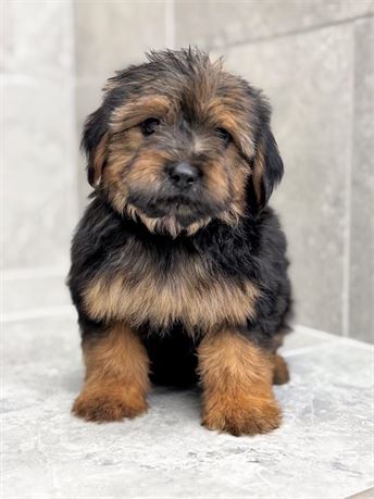 Yorkiepoo 25327-01
