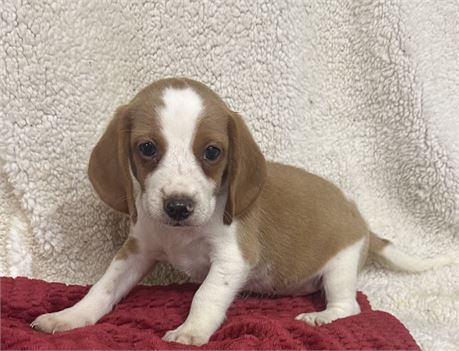 Gorgeous Beagle Baby 4