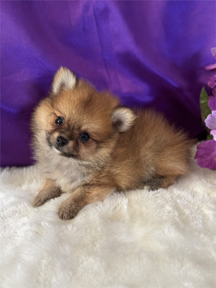 TINY 1.4 MALE ALVIN