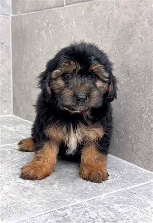 Yorkiepoo 25327-02