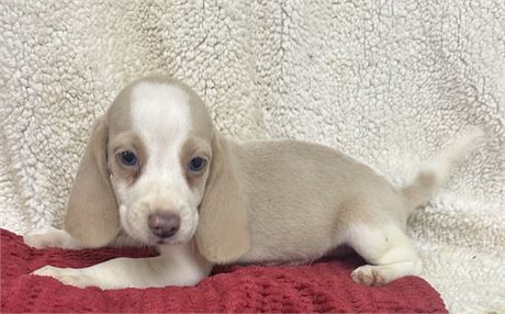 Gorgeous Beagle Baby 1