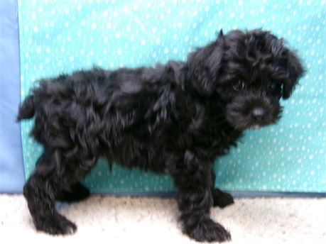 Male Schnoodle