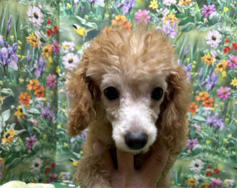 Akc apricot male