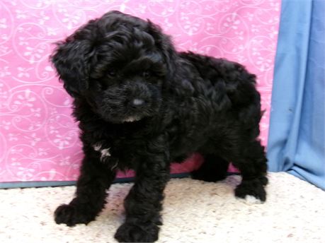 Female Schnoodle