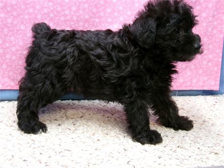 Female Schnoodle