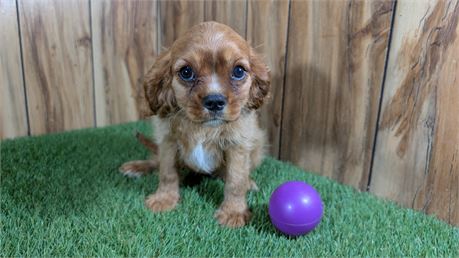 Ruby Female Cavalier