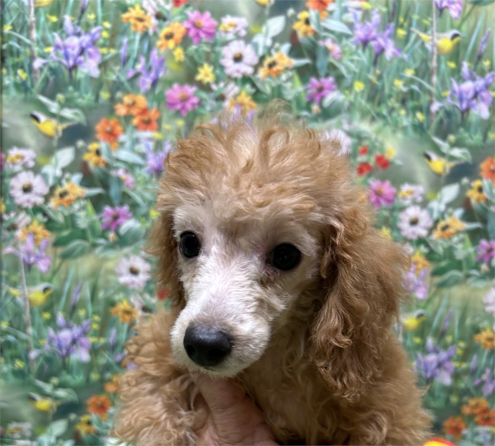 Akc apricot male