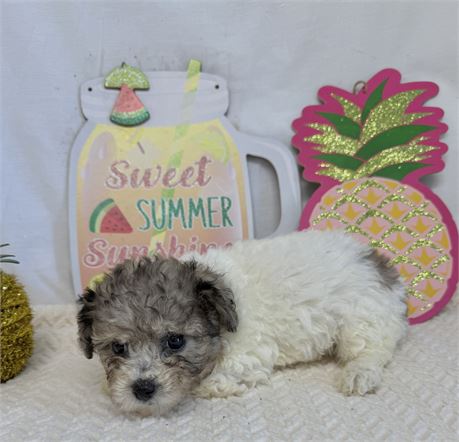 Sweet little BichPoo
