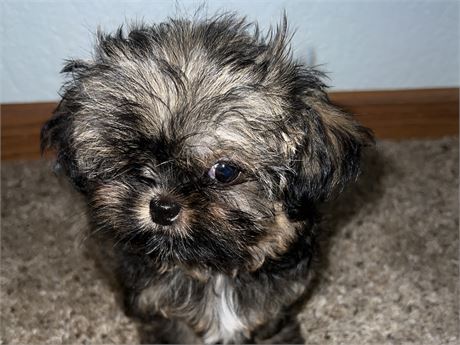 Chihuahua/Shih tiny