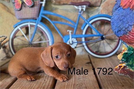 UABR DACHSHUND