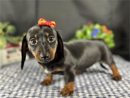 Adorable Male