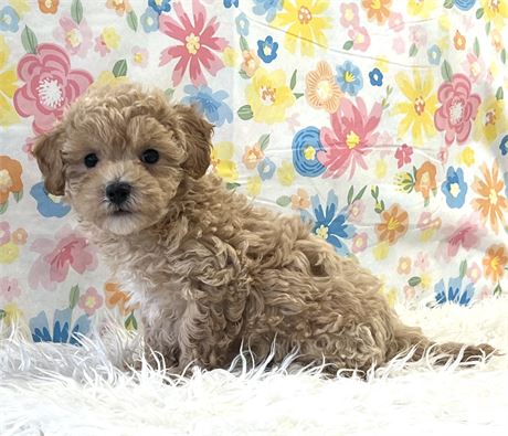Bichon/Poodle Male