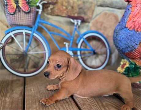 UABR DACHSHUND