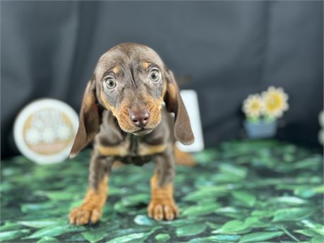 Adorable Male