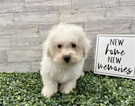 Shadows bichon