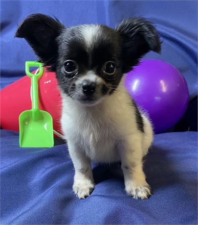 Chihuahua - Kinley’s  # 1 (M) 1 lb 7 oz at 8 1/2 weeks