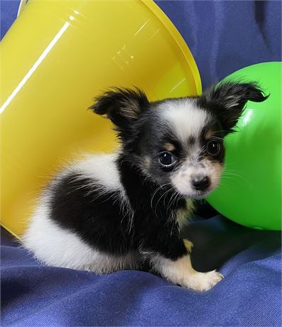 Chihuahua - Kinley’s  # 3 (M) 1 lb 6 oz on 7/9 at 8 1/2 weeks